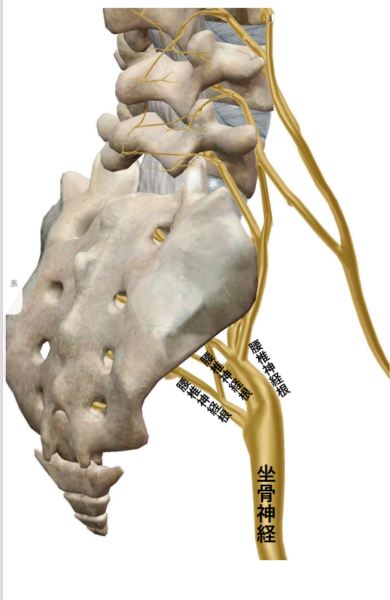 坐骨神経痛とは（病態の理解を適切に深めるために）のアイキャッチ画像